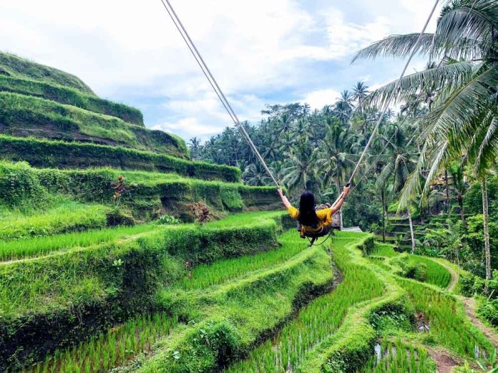 Rice tegalalang terrace bali field tours