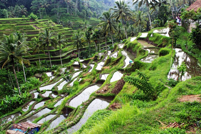 Rice bali tegalalang terrace mytravelemotion