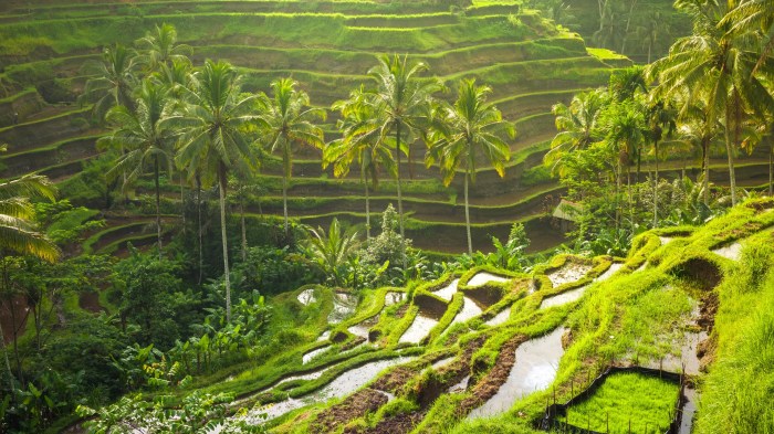 Tegalalang rice terraces ubud bali around