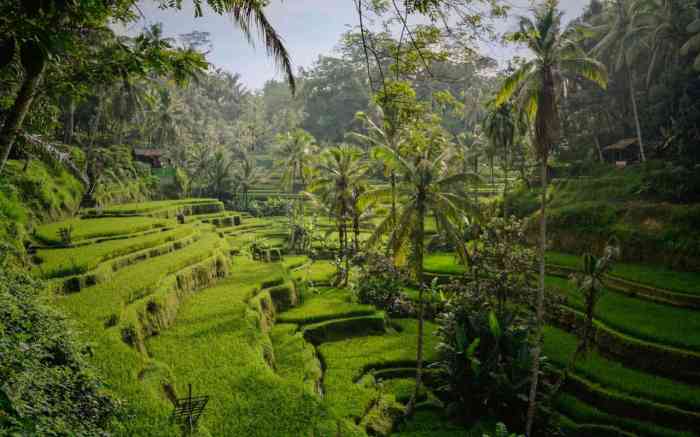 Tegallalang terraces ubud