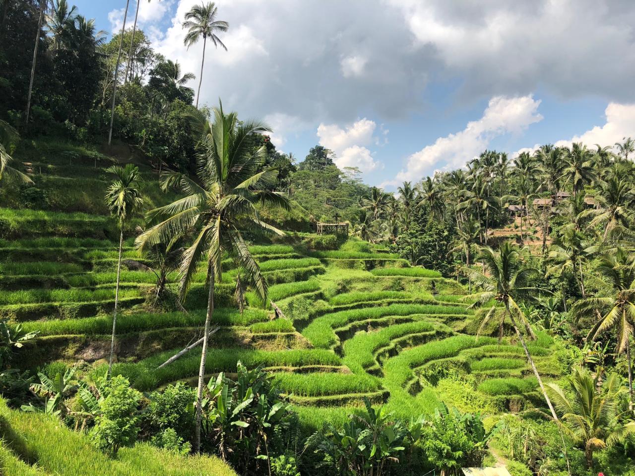 Rice terraces tegallalang bali terrace tegalalang ubud cafe tours tour cafes good choose vietnam holidify monkey forest source travel views