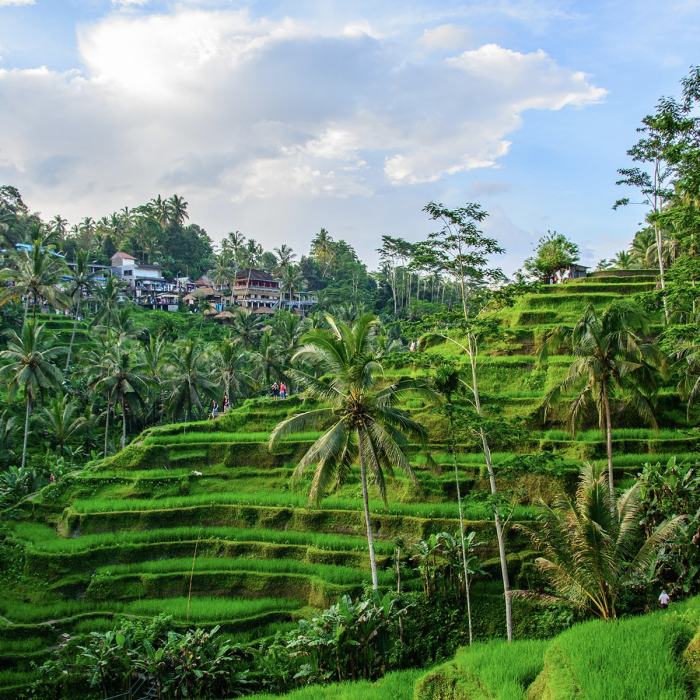 Tegalalang ubud terraces tegallalang digitaltravelcouple